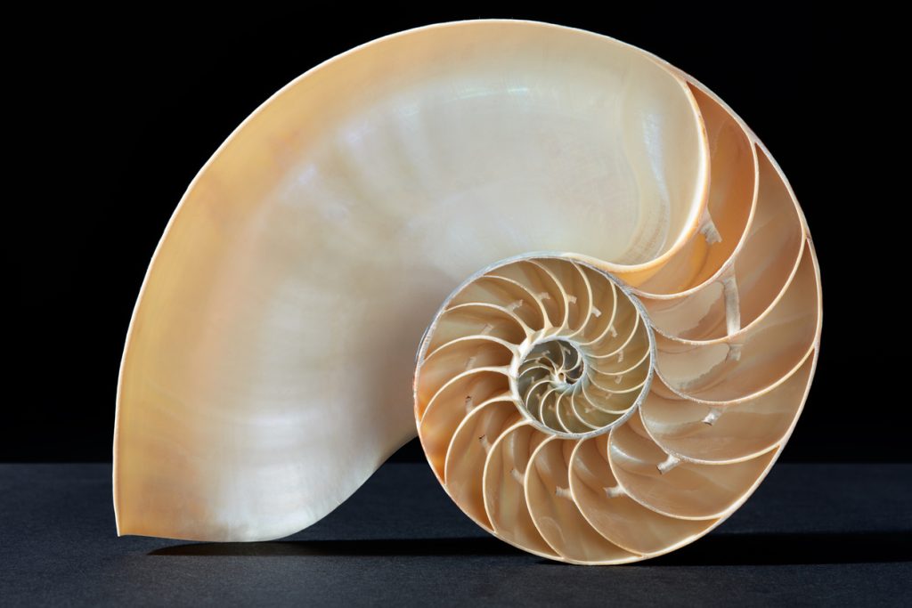 Nautilus shell showing Fibonacci pattern