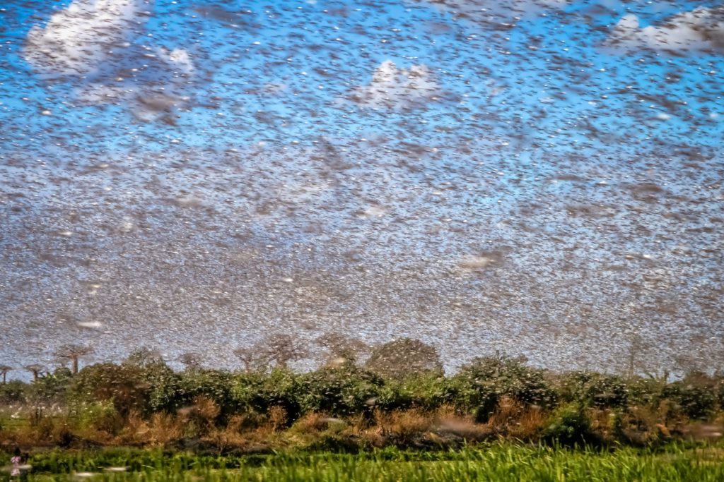 Huge swarm of hungry locust in flight near Morondava in Madagascar