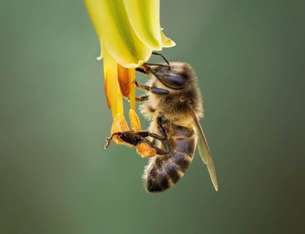 Honey bee in the Canary Islands - Western Honey Bee (Apis mellifera) with filled pollen basket on the flower of a True Aloe (Aloe vera) - Villa de Valverde, El Hierro-RobertSchneider