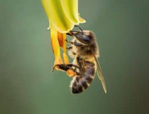 Honey bee in the Canary Islands - Western Honey Bee (Apis mellifera) with filled pollen basket on the flower of a True Aloe (Aloe vera) - Villa de Valverde, El Hierro-RobertSchneider