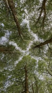 a view of trees from underneath as if the viewer is lying down on the forest floor looking up