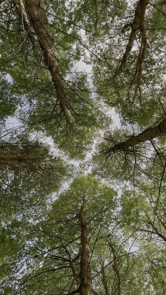 a view of trees from underneath as if the viewer is lying down on the forest floor looking up