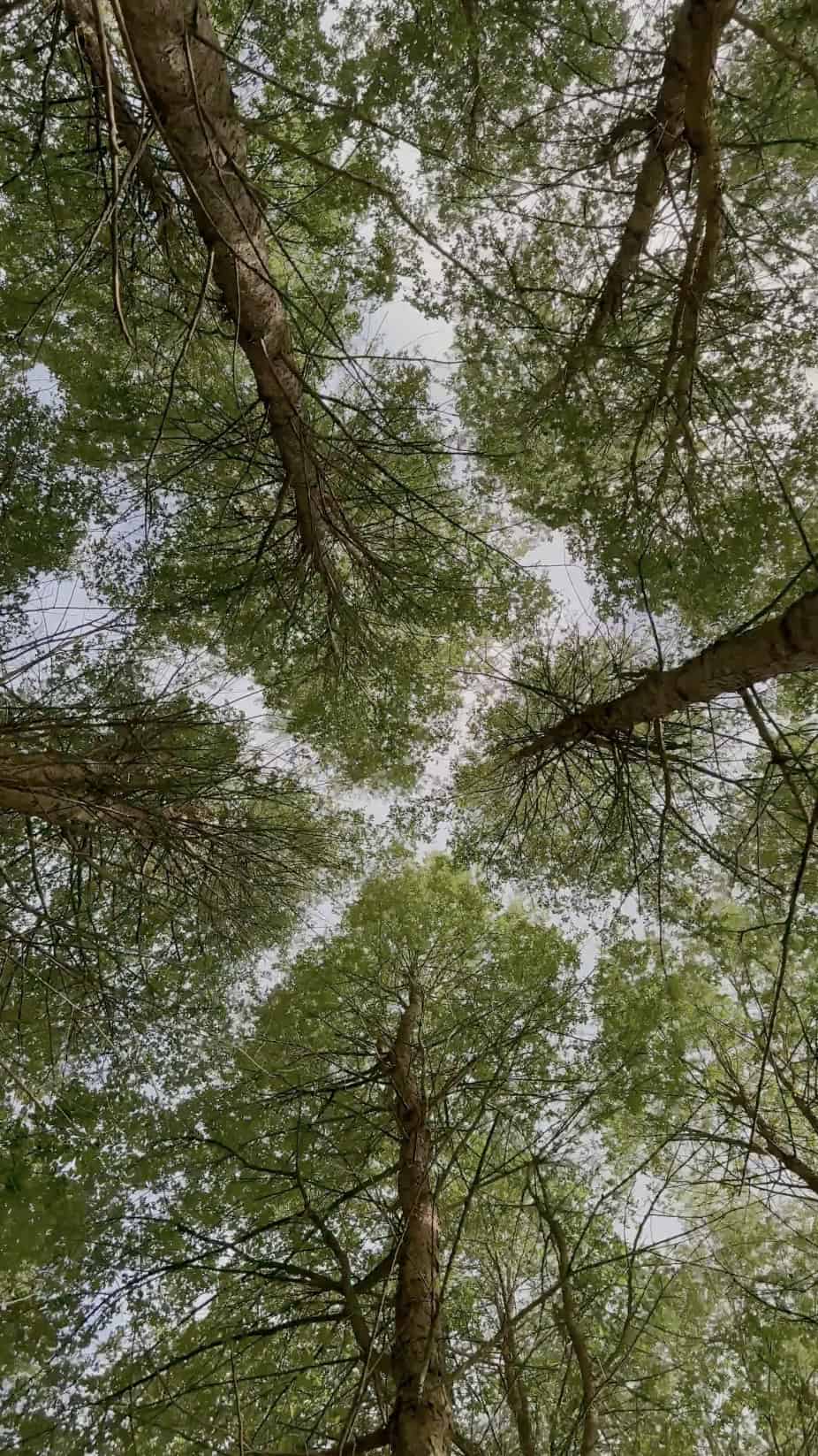 a view of trees from underneath as if the viewer is lying down on the forest floor looking up