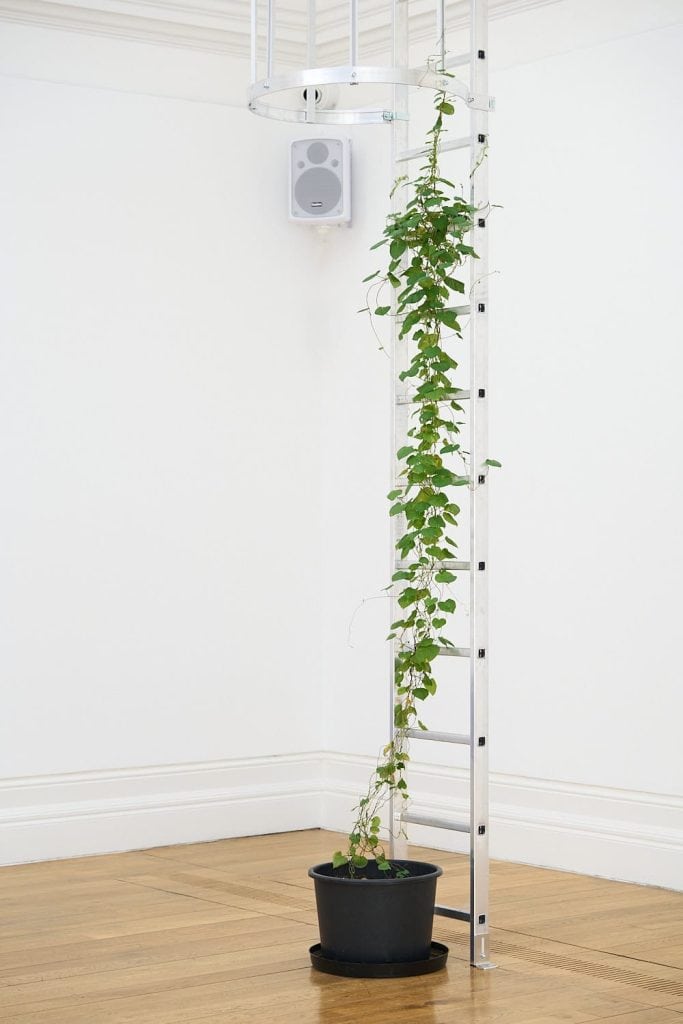 Fugitive II (Morning Glory). 2026
Emergency ladder with cage, purple morning glory live plants, sunlight
Two ladders, 7 × 1 m each by Rafael Pérez Evans