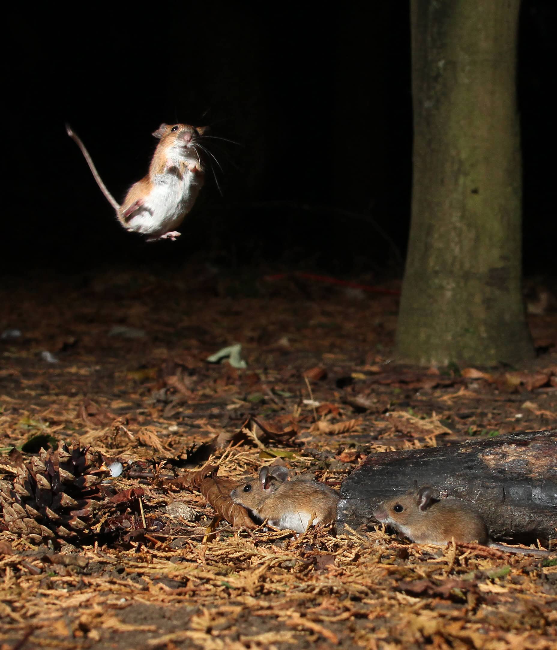 A photograph of two jumping mice who appear to be flying through the air at nighttime. Photography by Roy and Marie Battell